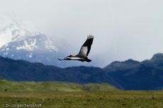 Schwarzzügelibis (7 von 15).jpg